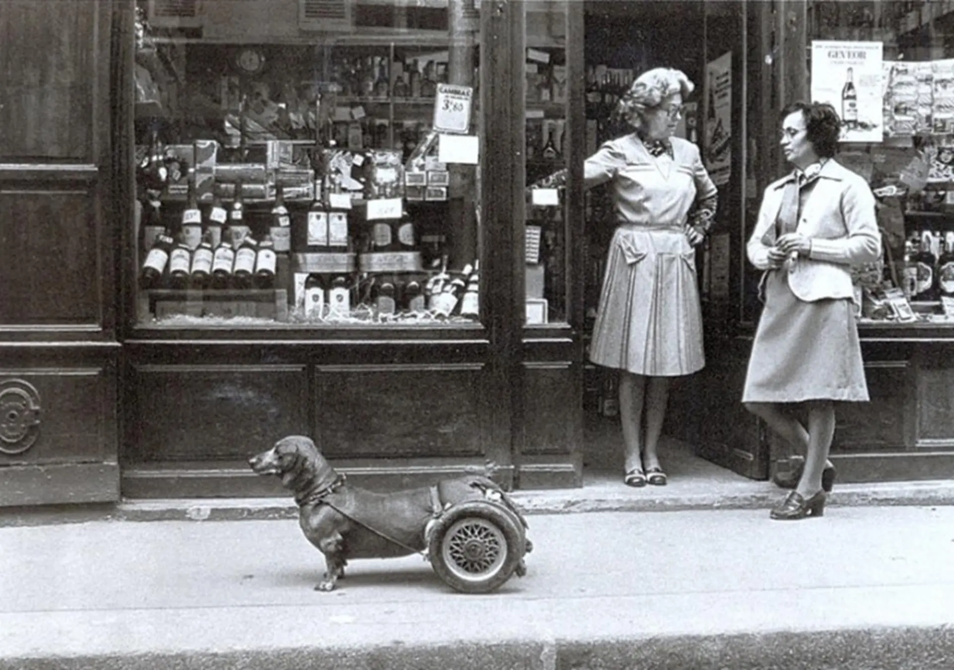 Robert Doisneau dog on wheels