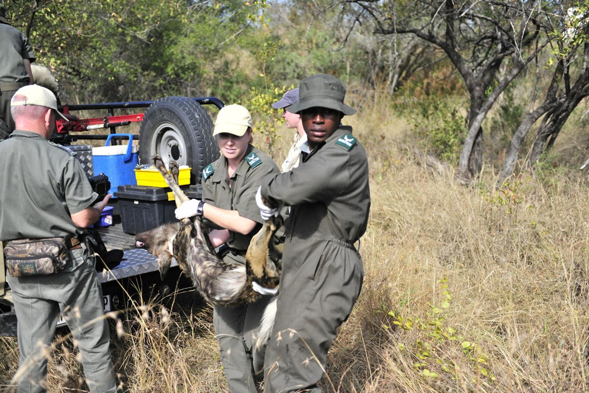 African Wild Dog Pack Successfully Collared