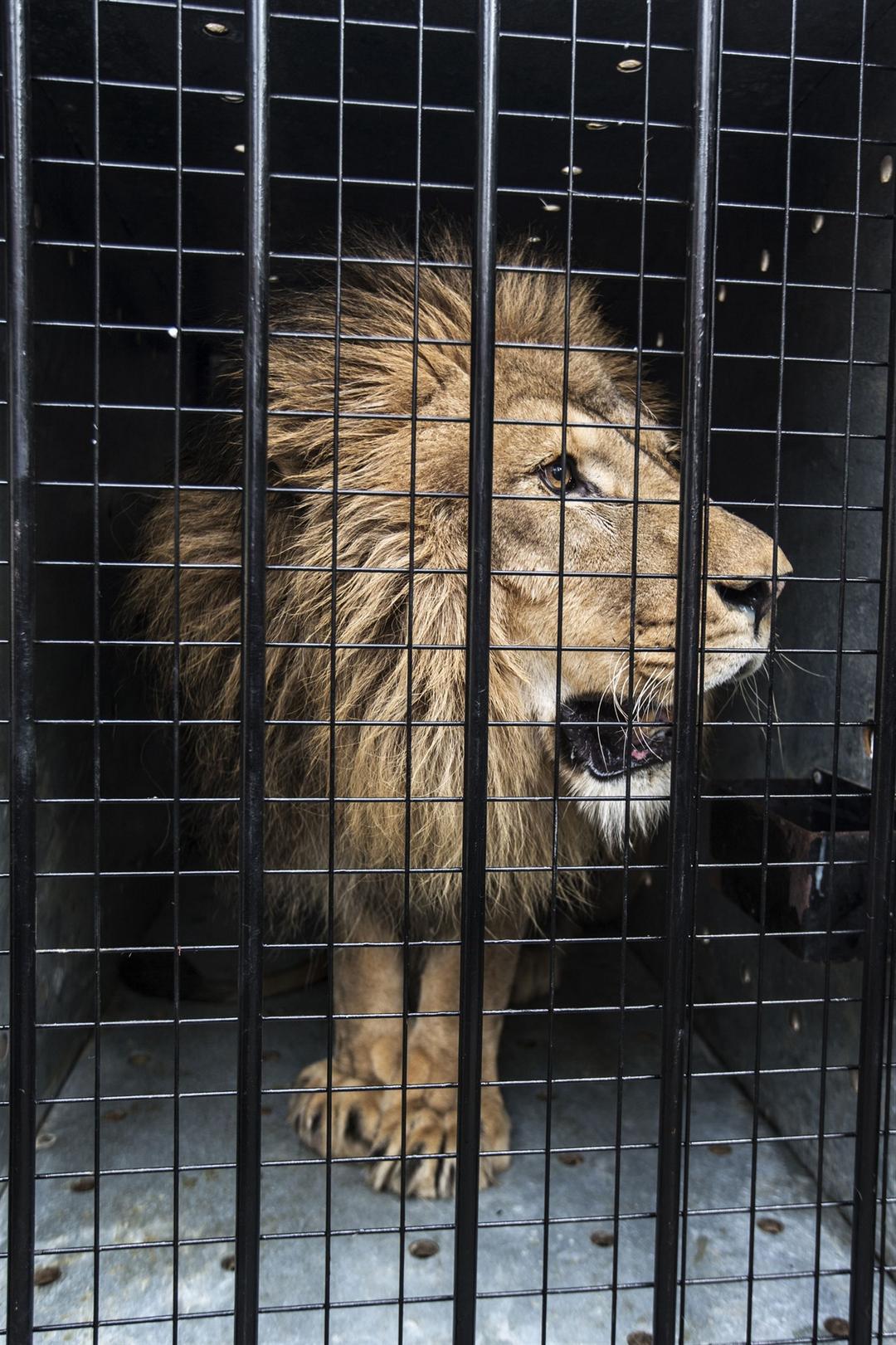 Land Rover helps Simba the Lion go home