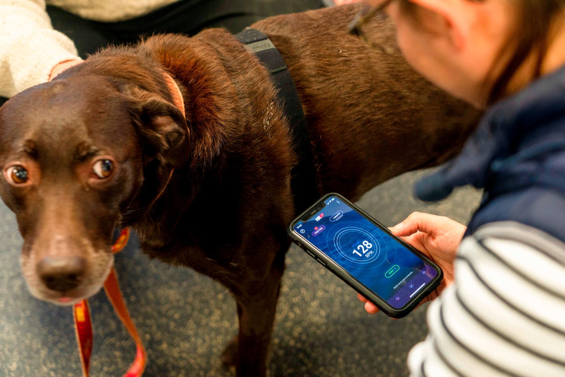 Sesearch finds that dogs are more relaxed in electric cars than diesel cars