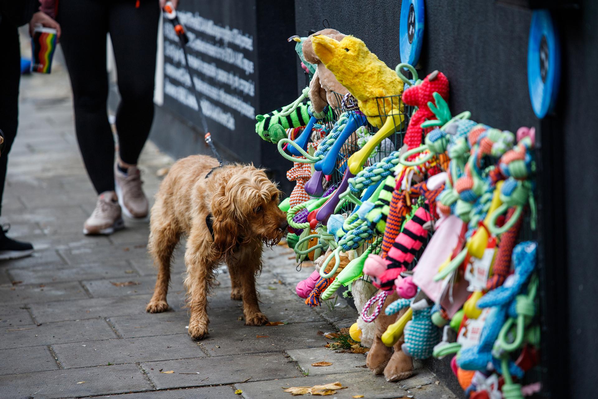 Free noise cancelling earmuffs protect London pups on the Ruff-est night of the year