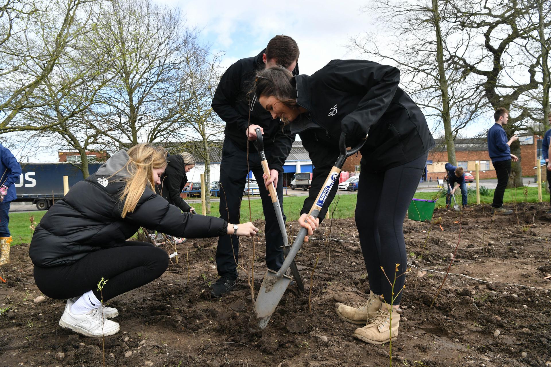 MINI Tiny Forest partnership