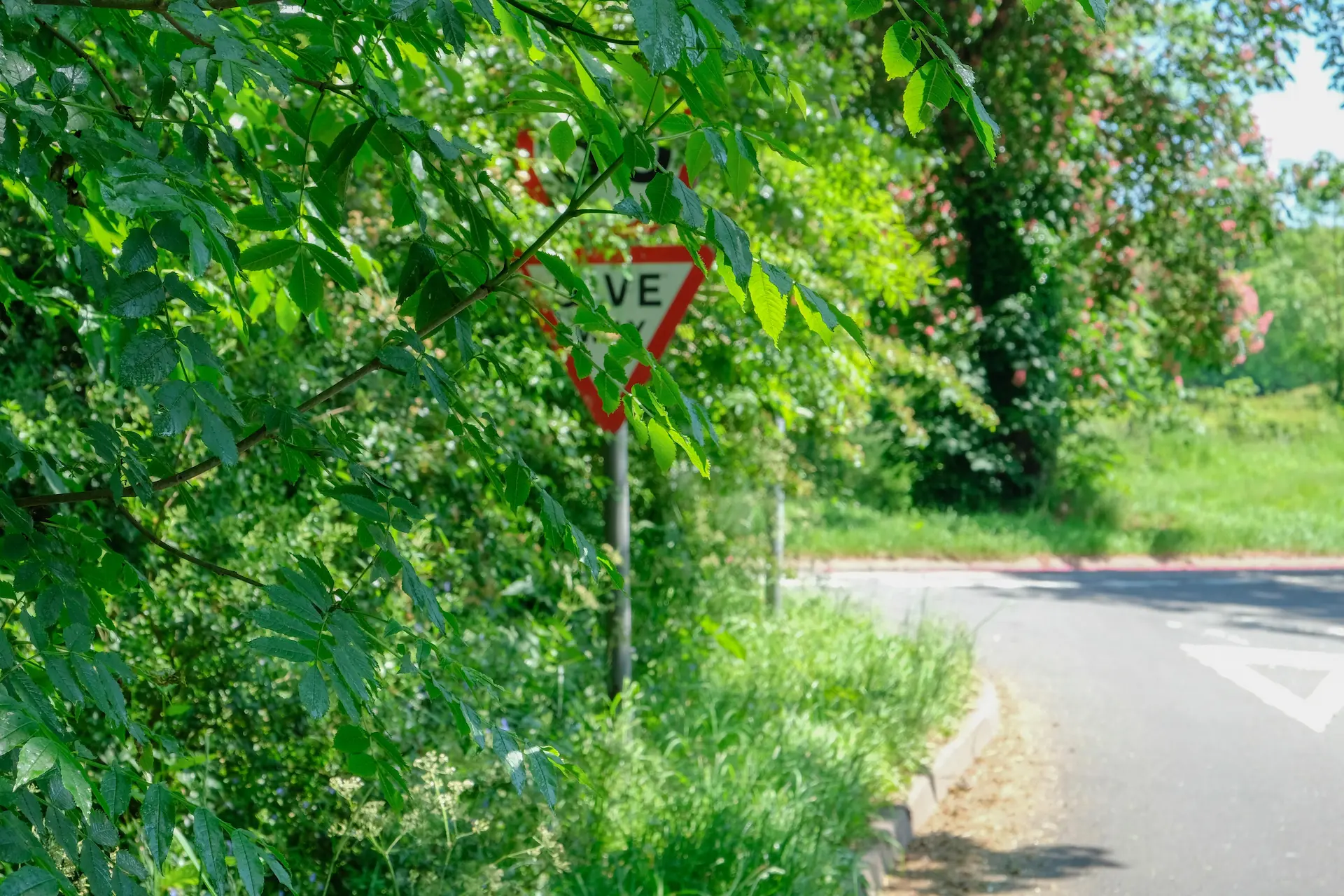 Too Many Road Signs Are Lurking In The Undergrowth