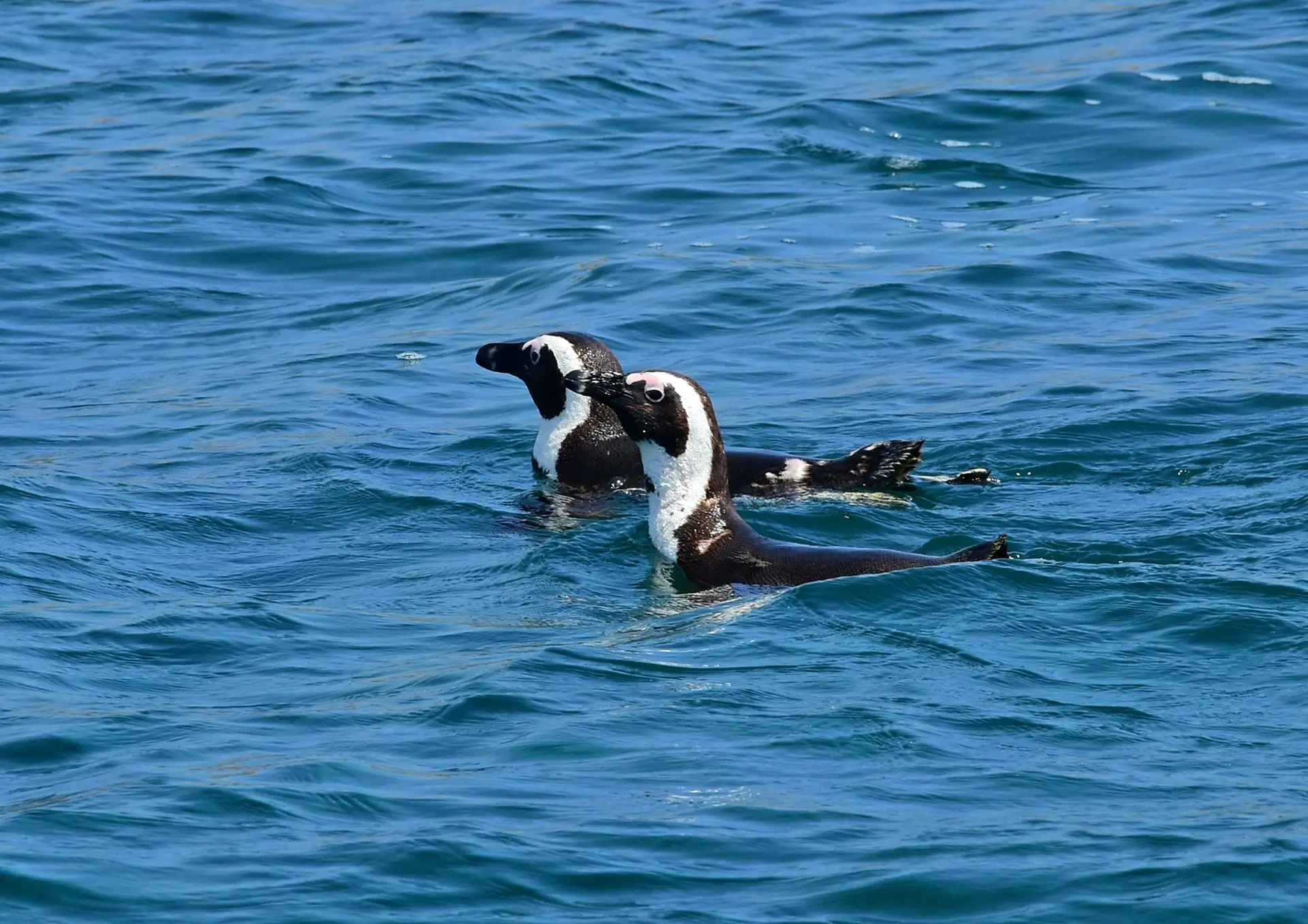 Ford Wildlife Foundation Continues Support For Sanccob 1