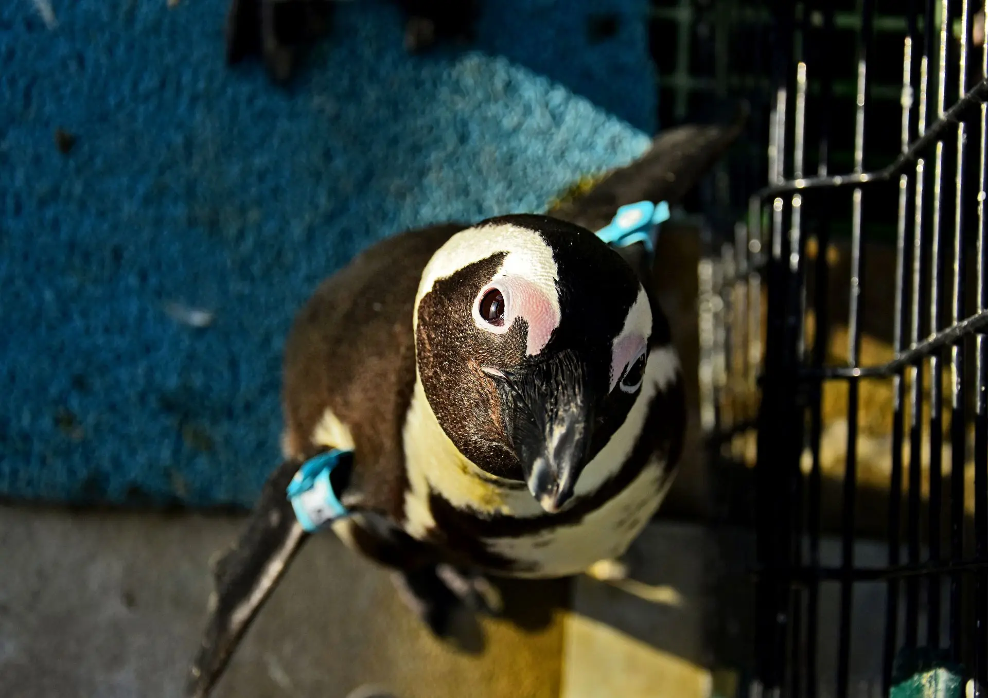 Ford Wildlife Foundation Continues Support for SANCCOB