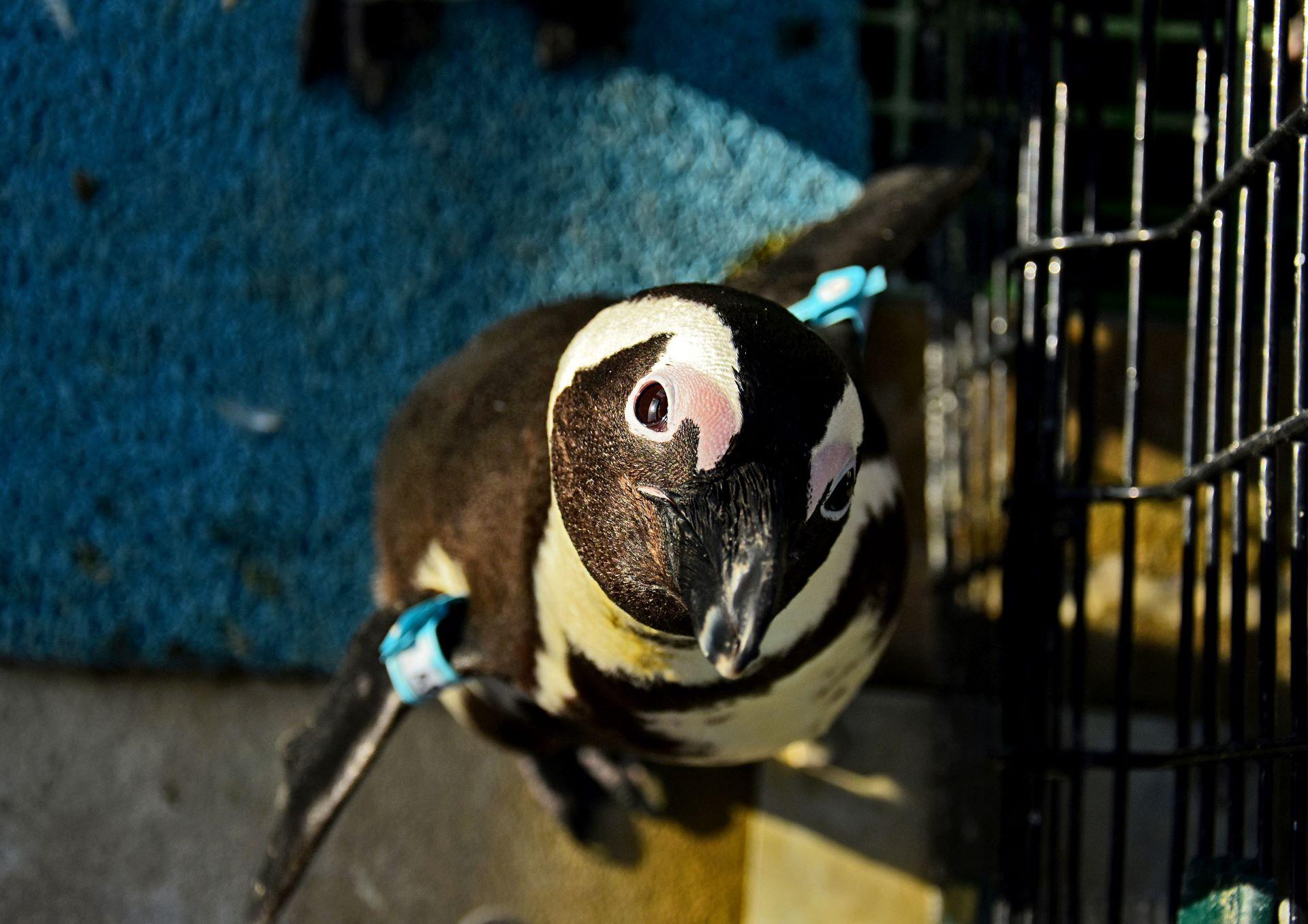 Ford Wildlife Foundation Continues Support for SANCCOB