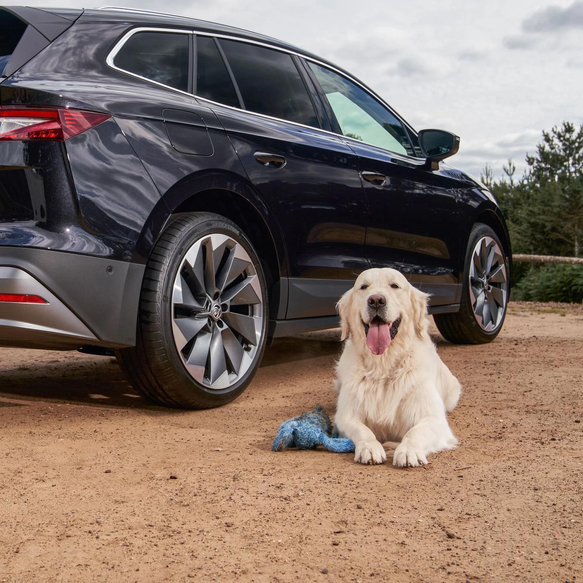 Having a ball! Škoda raises the woof as it returns to Crufts as Official Automotive Partner