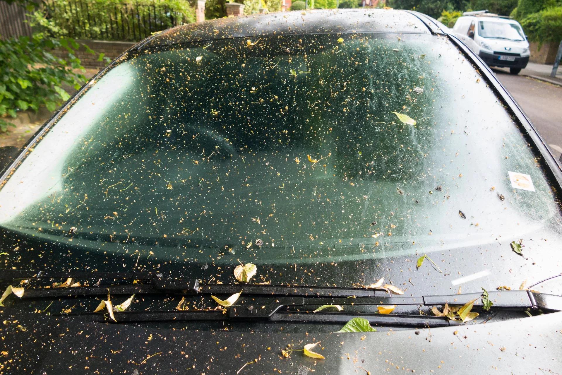 Expert Advice on Handling Tree Sap Without Damaging Your Car