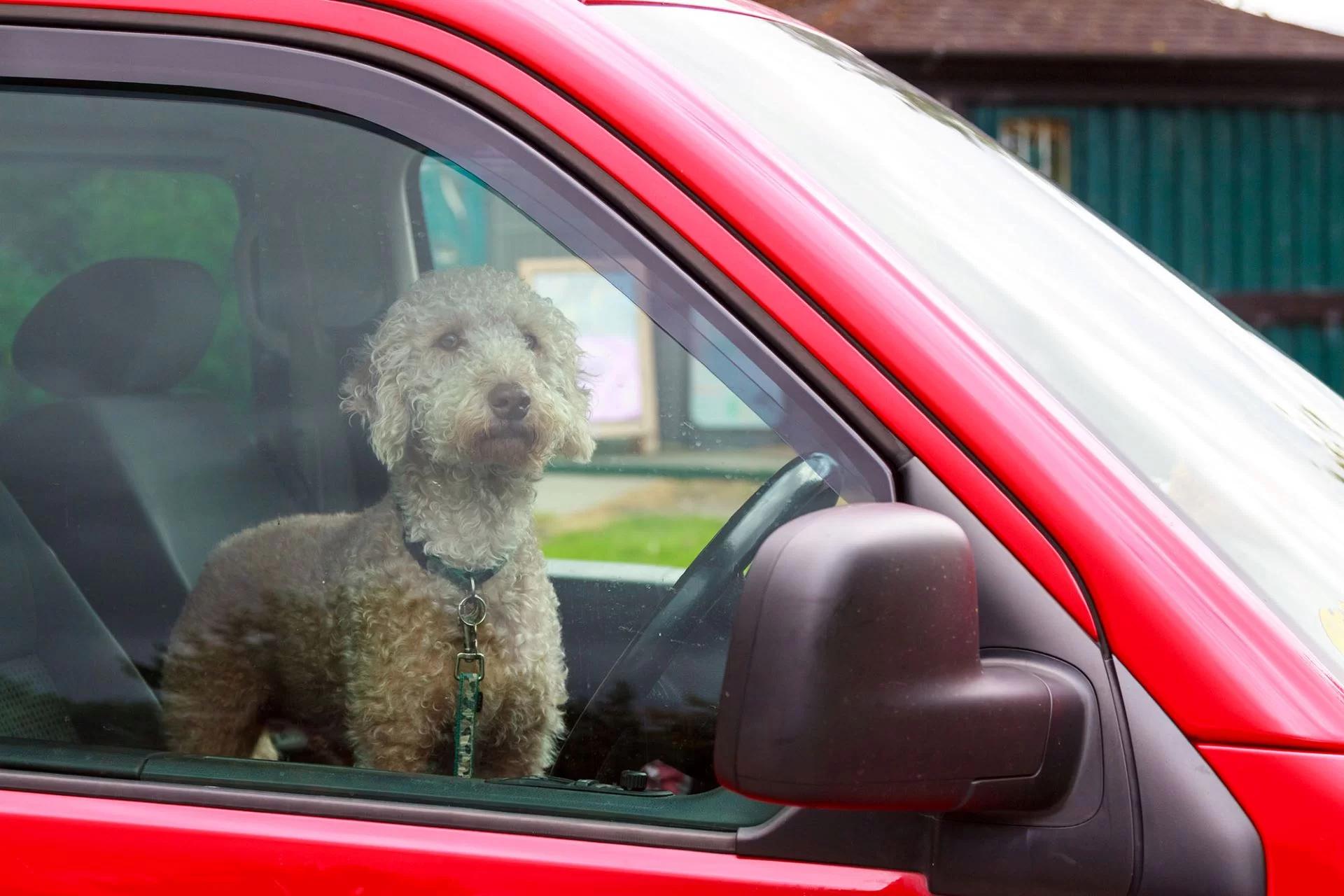 How to Keep Your Dog Cool and Comfortable on Car Trips