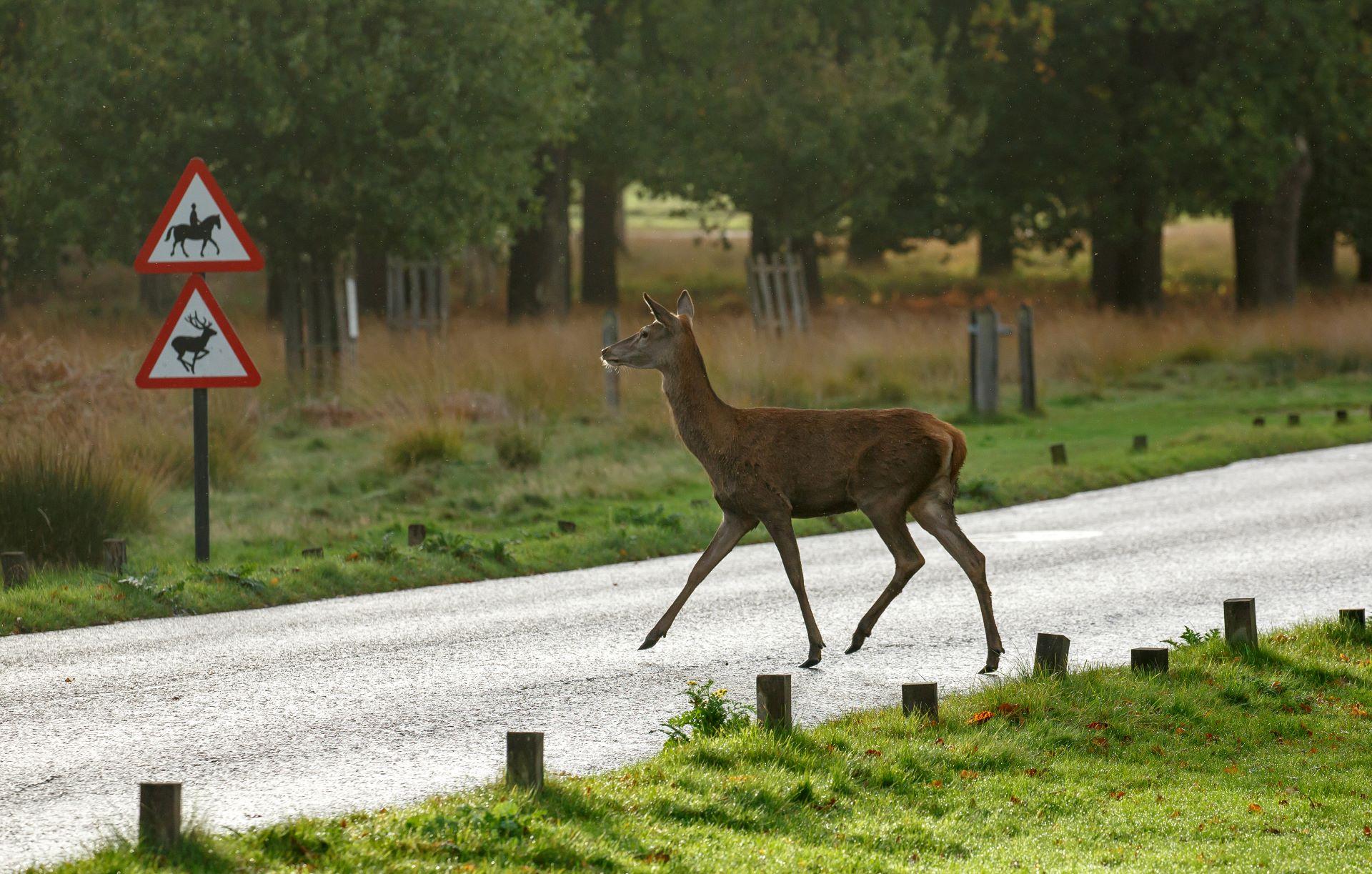 Autumn Brings Surge in Deer Collisions: GEM Motoring Assist Warns Drivers to Be Alert