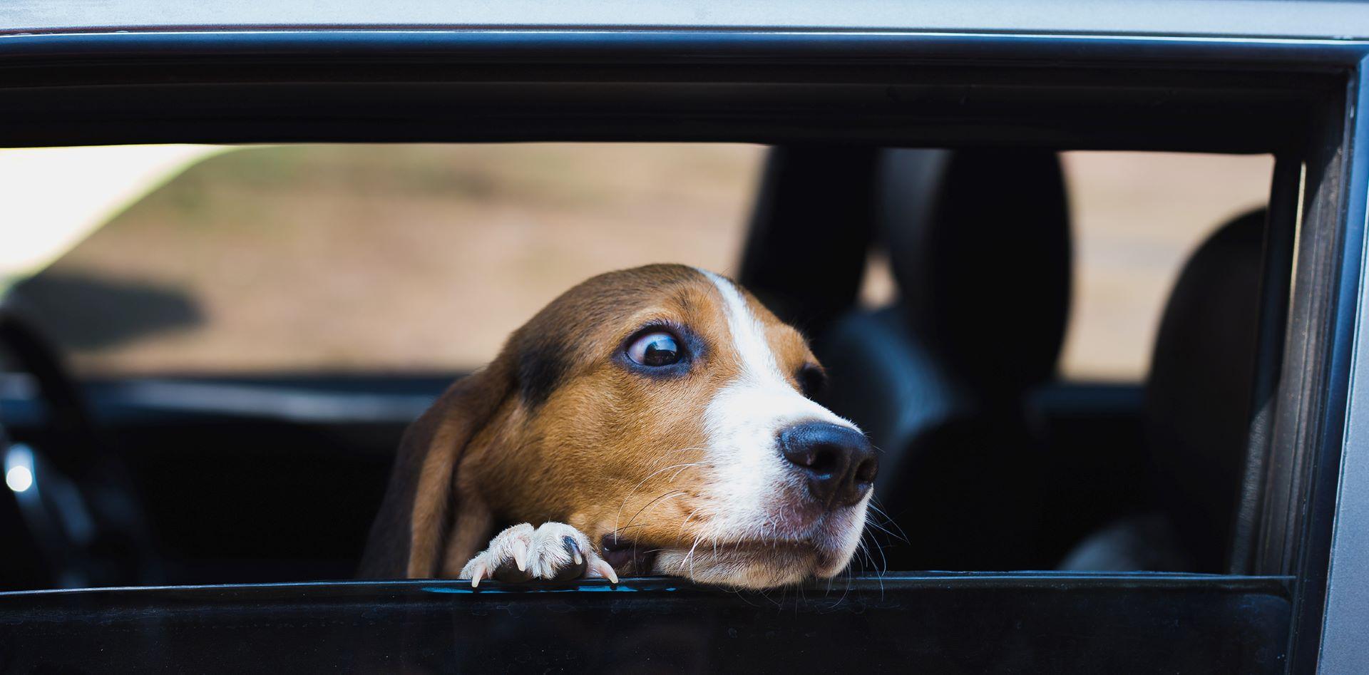 GEM Motoring Assist Urges Caution as Weekend Heatwave Threatens Dogs Left in Cars
