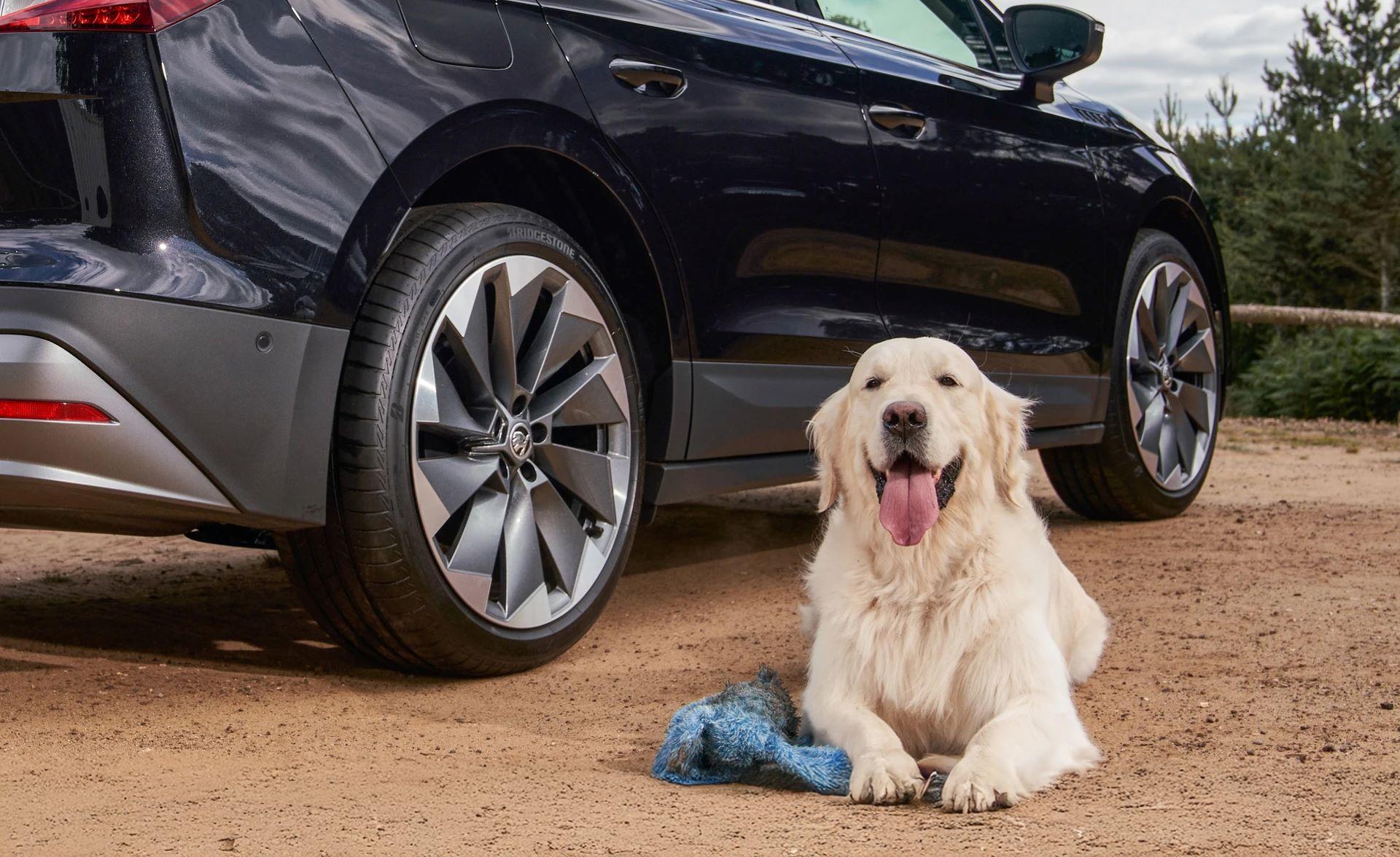 Škoda Enyaq Crowned Best Car for Dogs in Autotrader Drivers’ Choice Awards 2025