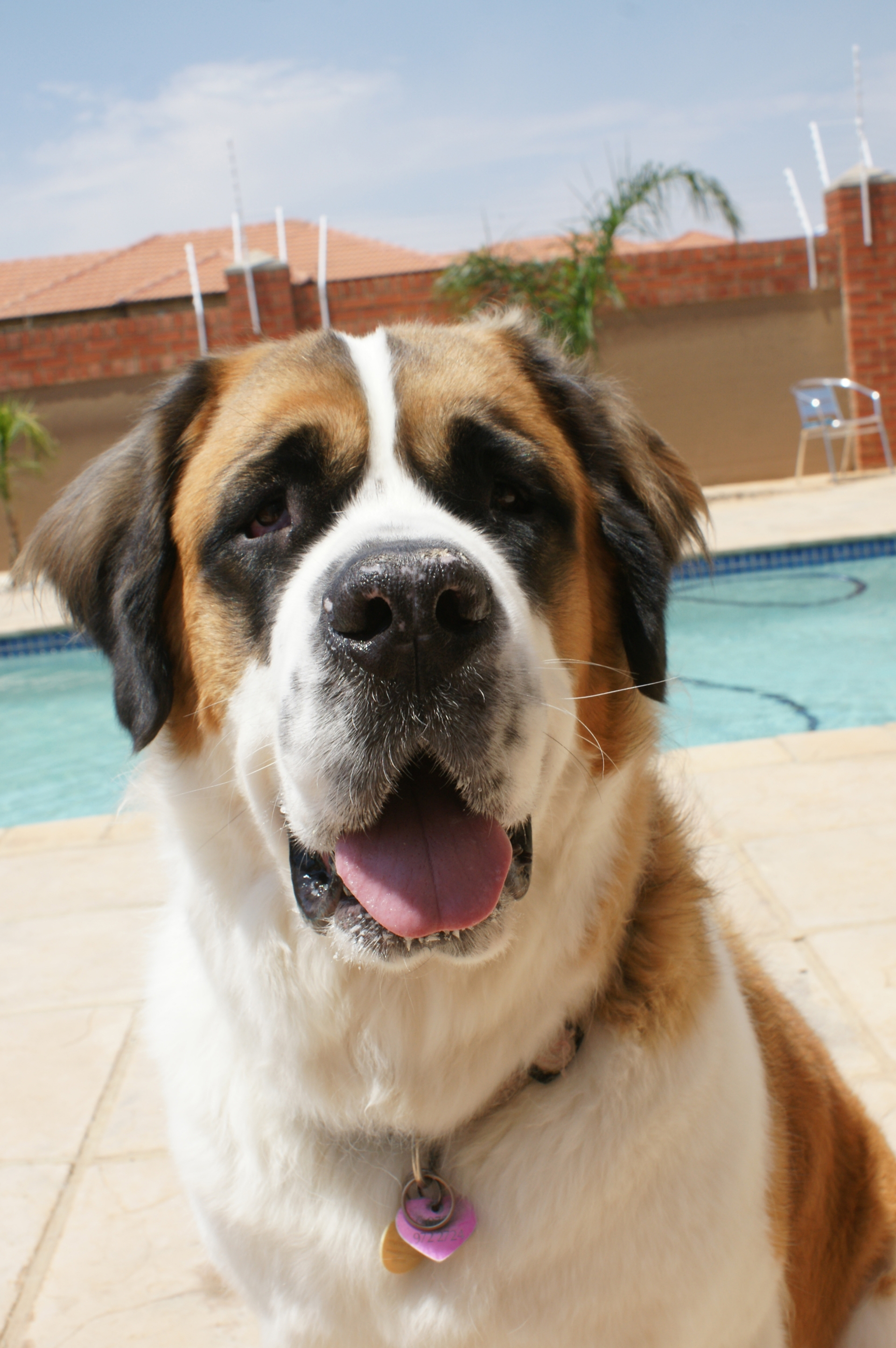 Saint Bernard
