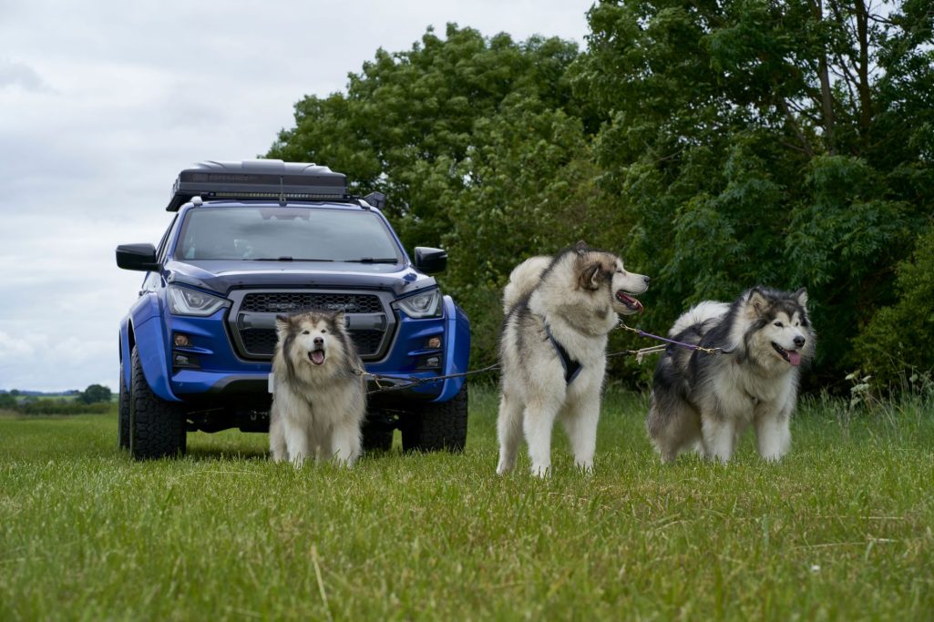 Extreme Partnership Isuzu At35 Teams Up With Alaskan Malamutes For Global Challenge