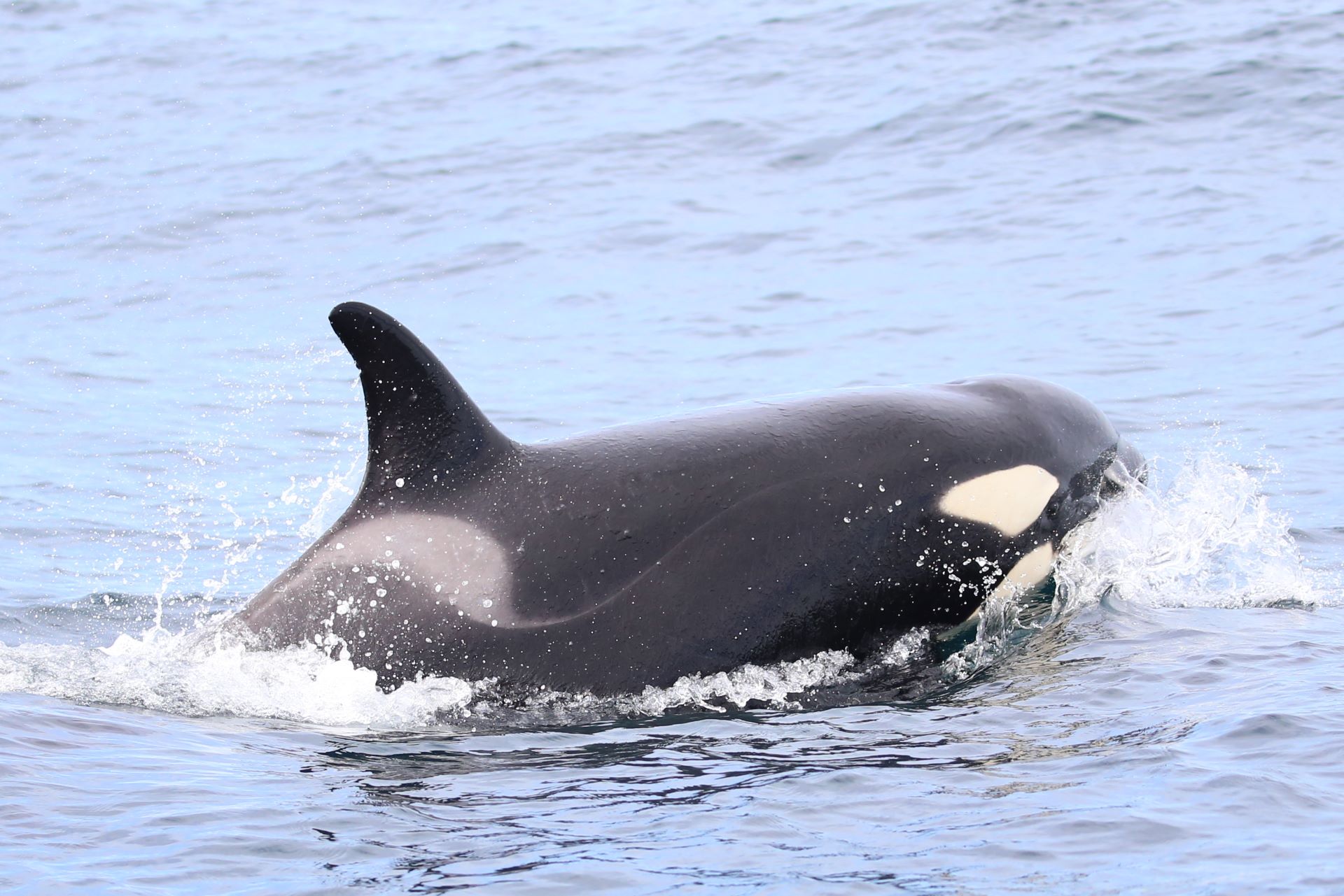 Collaborating For Conservation Ford South Africas Contribution To Environmental Sustainability