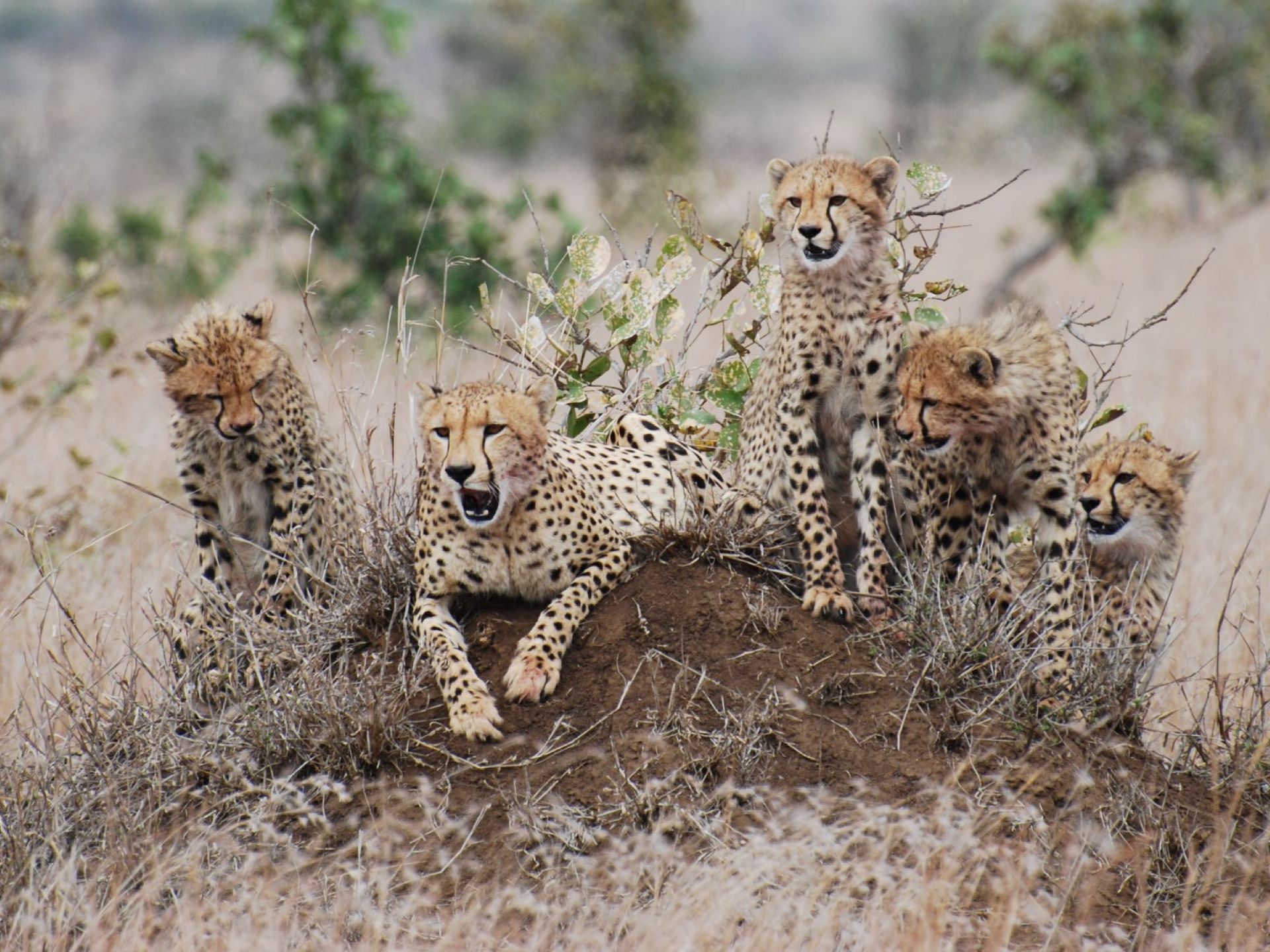 Ford Wildlife Foundation A Decade Of Conservation Impact In Southern Africa