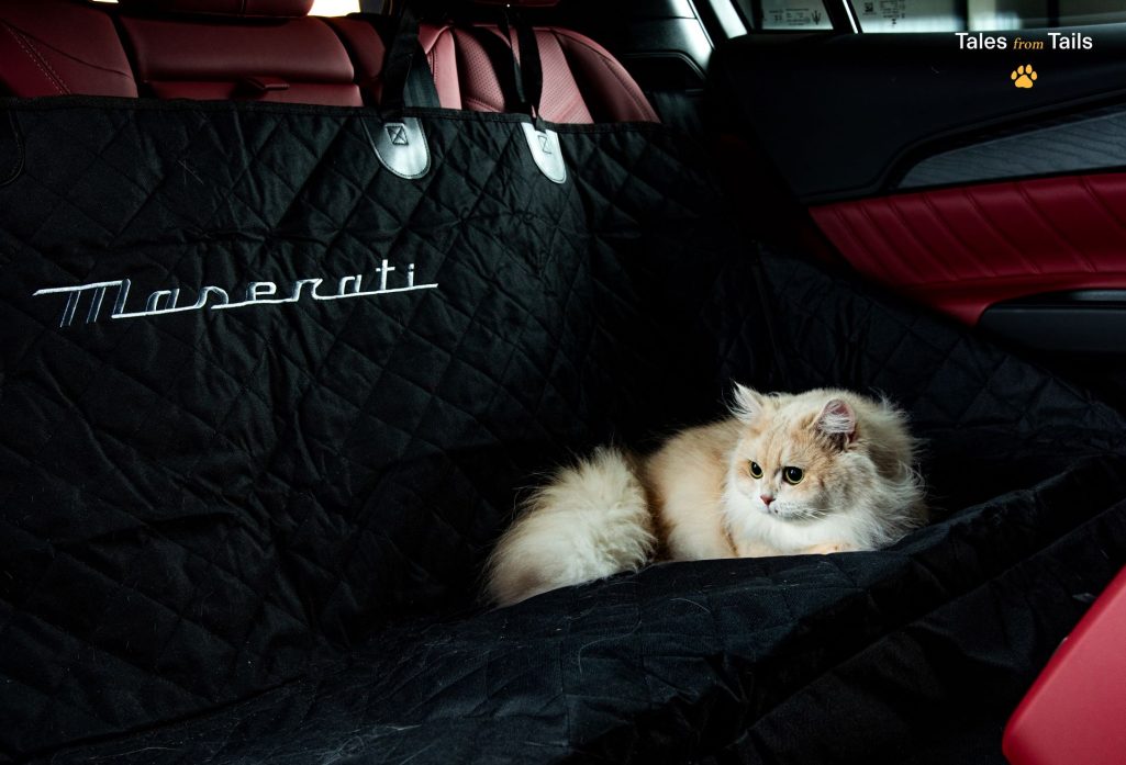 Tales From Tails Maserati Unveils Luxury Pet Merchandise In Heartwarming Photoshoot Event 1