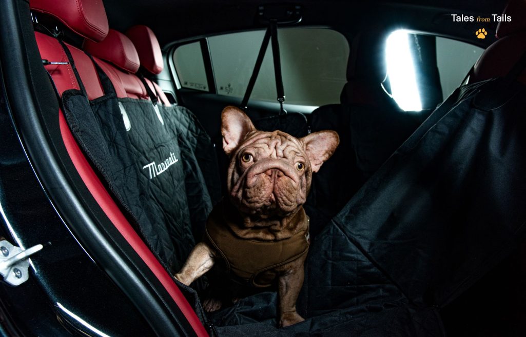 Tales From Tails Maserati Unveils Luxury Pet Merchandise In Heartwarming Photoshoot Event