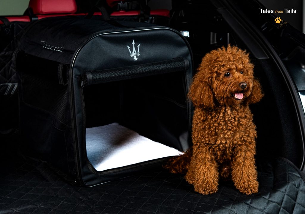 Tales From Tails Maserati Unveils Luxury Pet Merchandise In Heartwarming Photoshoot Event 2
