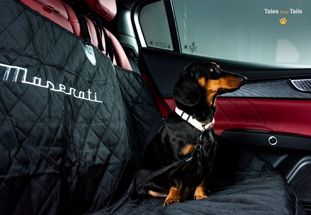 Tales From Tails Maserati Unveils Luxury Pet Merchandise In Heartwarming Photoshoot Event 3