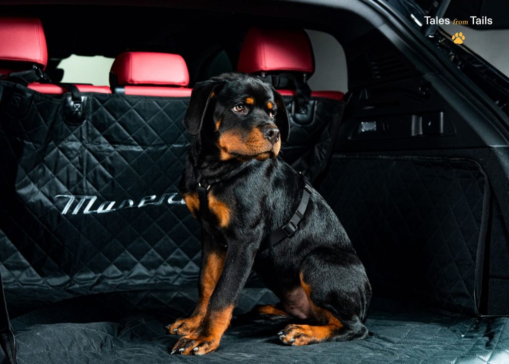 Tales From Tails Maserati Unveils Luxury Pet Merchandise In Heartwarming Photoshoot Event 4