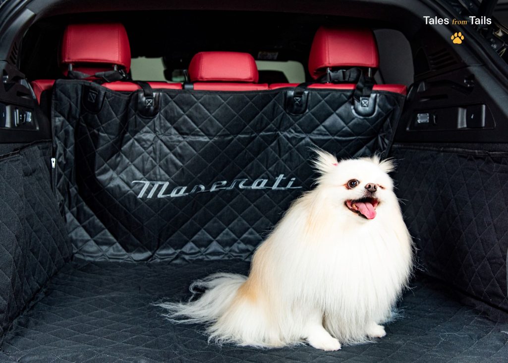 Tales From Tails Maserati Unveils Luxury Pet Merchandise In Heartwarming Photoshoot Event 5