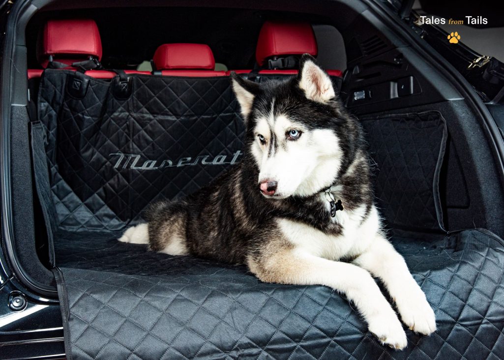 Tales From Tails Maserati Unveils Luxury Pet Merchandise In Heartwarming Photoshoot Event 6