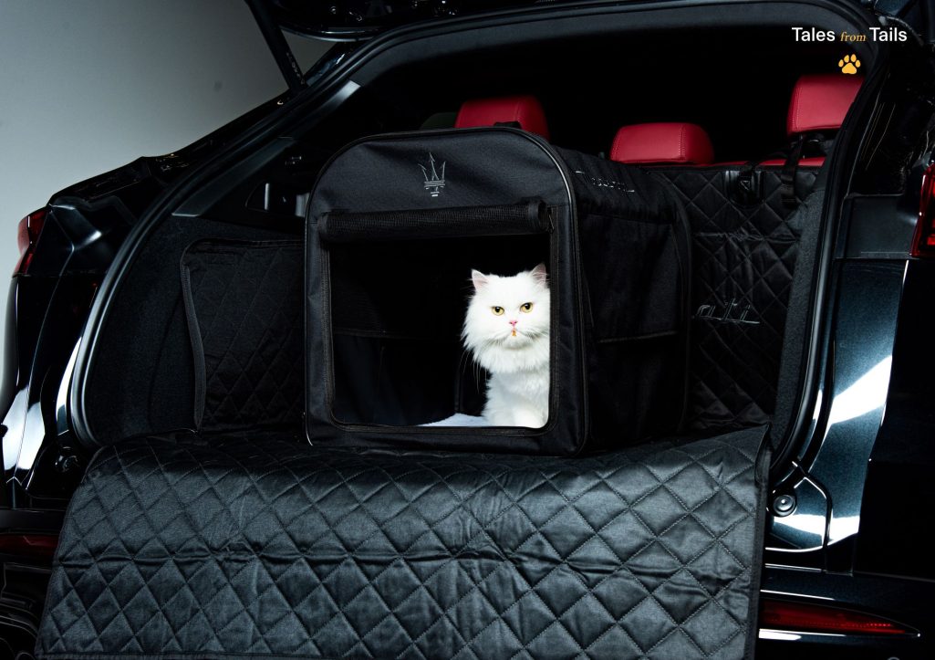 Tales From Tails Maserati Unveils Luxury Pet Merchandise In Heartwarming Photoshoot Event 7