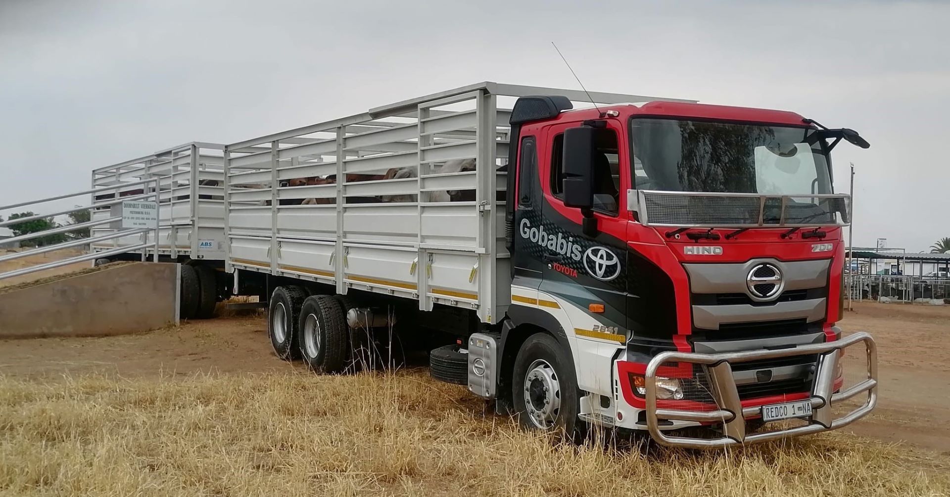 Hino 700 Transforming Namibias Cattle Transport Landscape