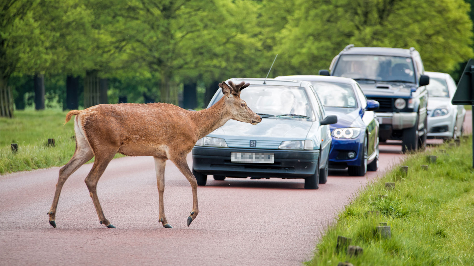 Autumn on the roads gem motoring assist issues seasonal warning on deer collisions