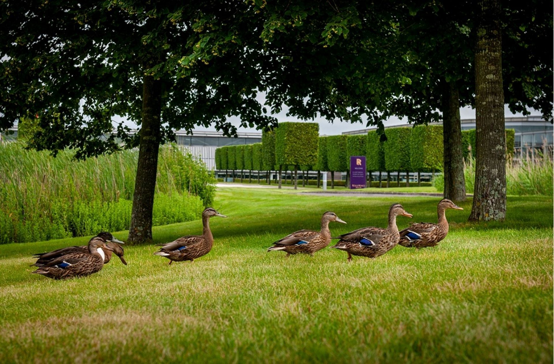Wildlife thrives at the home of rolls royce at goodwood