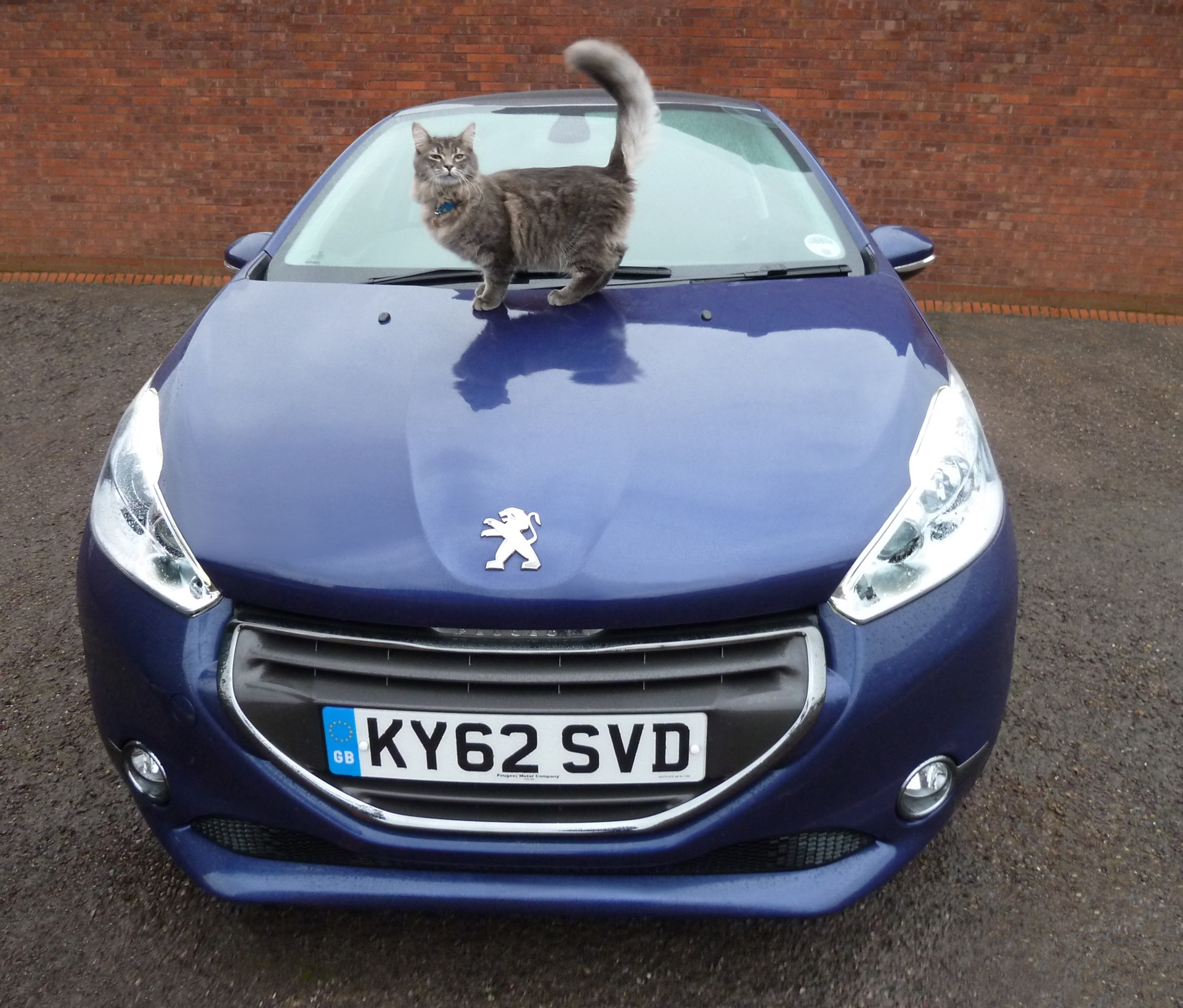 PEUGEOT INTRODUCES GARY’S CAT THIS CHRISTMAS