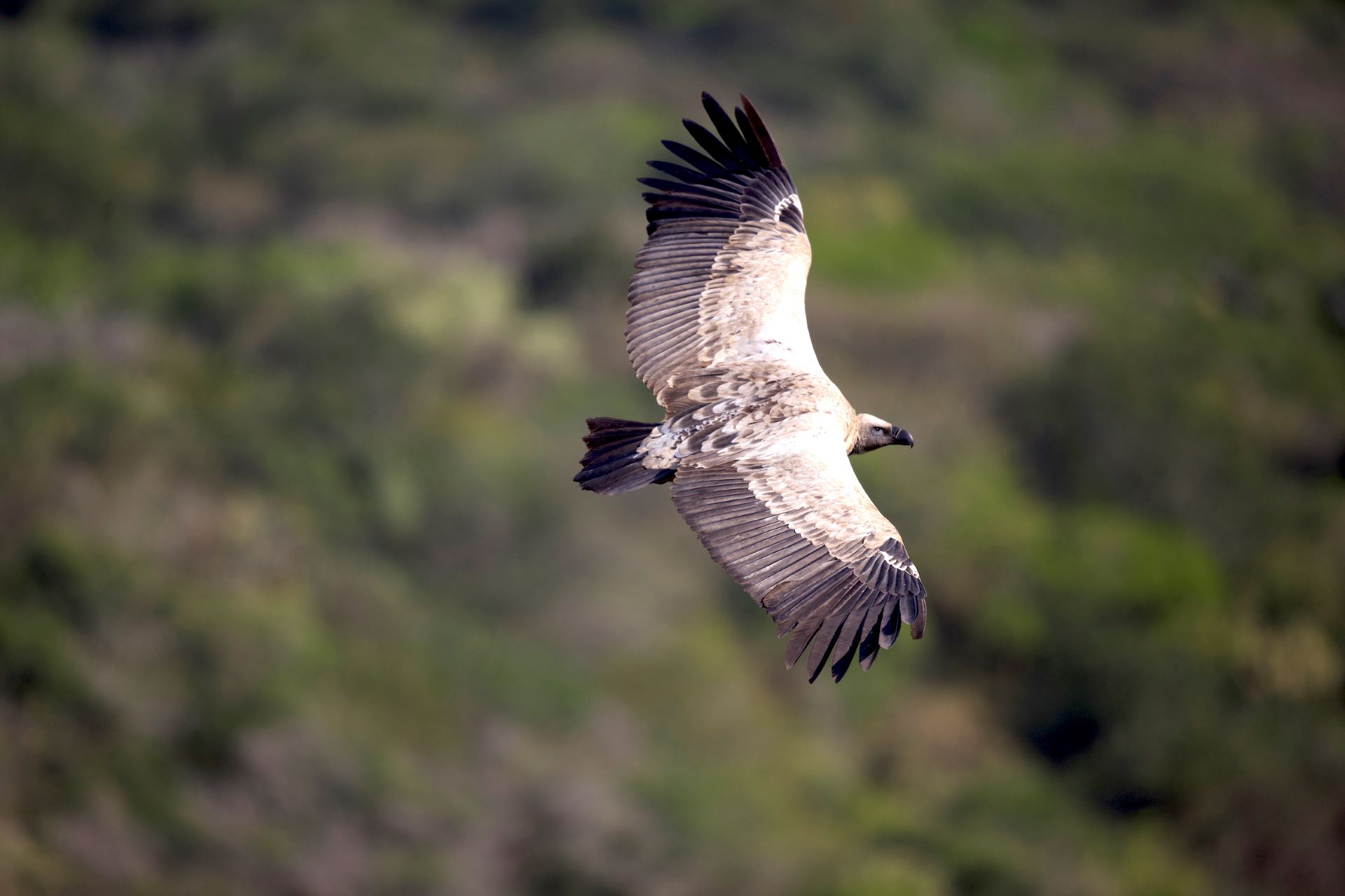 Soaring Into Action For International Vulture Awareness Day
